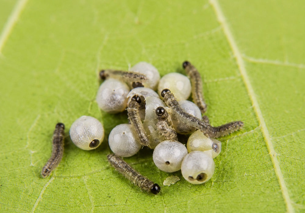 Young live silkworms for the 100-worm classroom pack