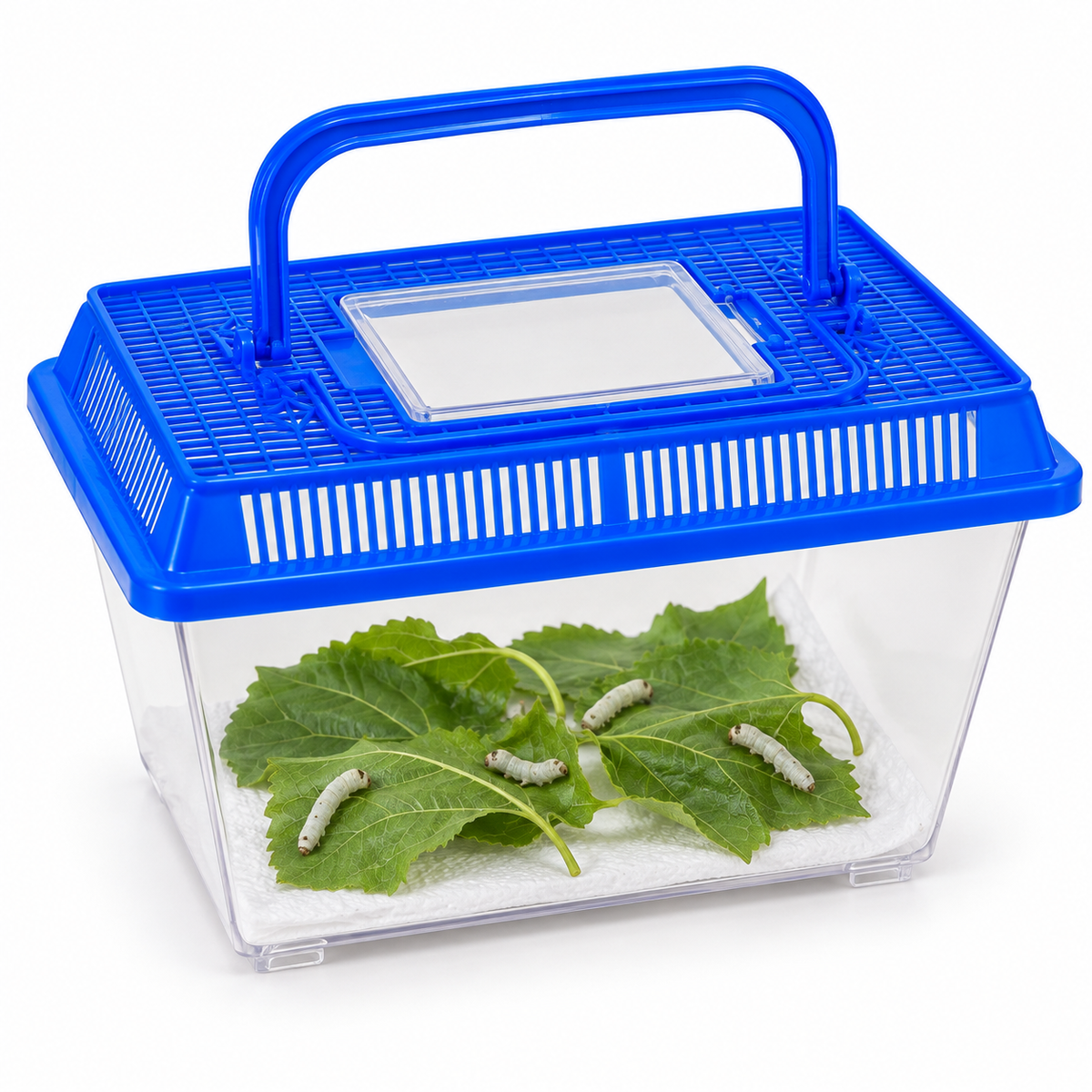 Medium Silkworm Habitat