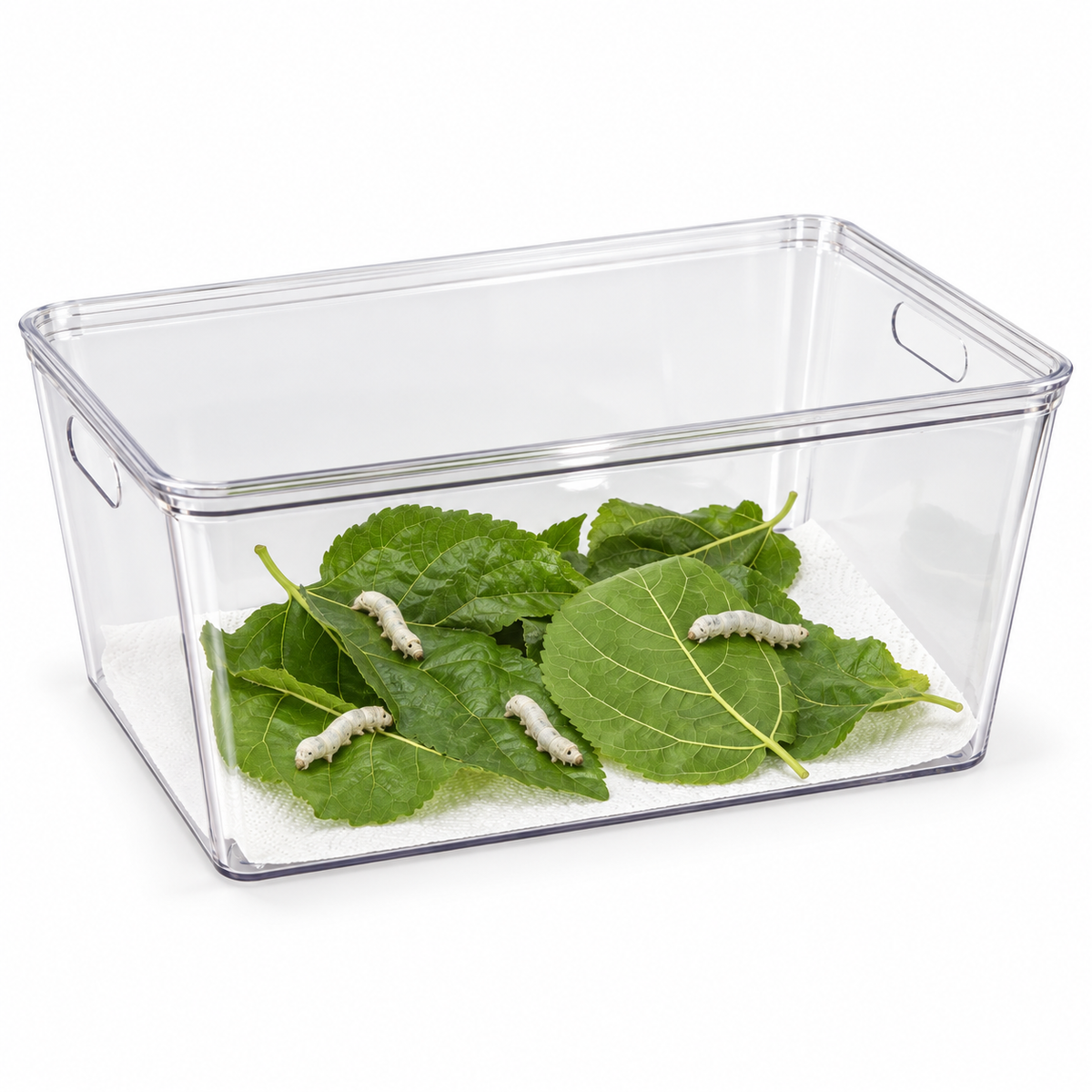 Large Silkworm Habitat