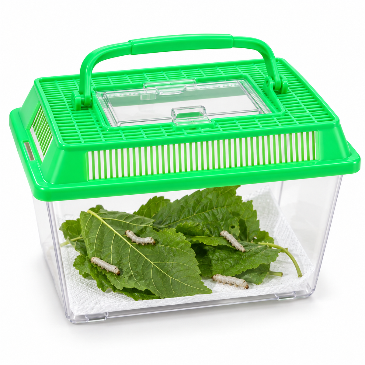 Small Silkworm Habitat