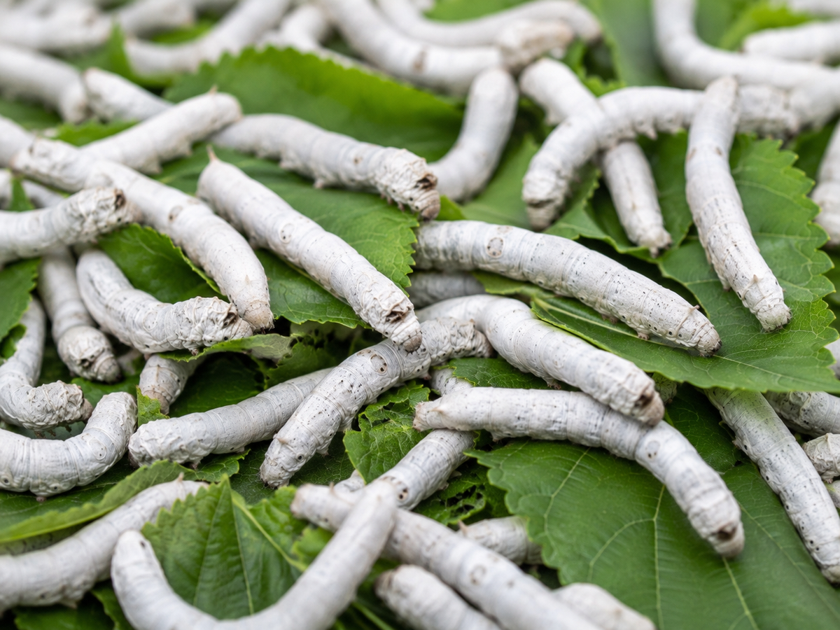 100 Baby Silkworms