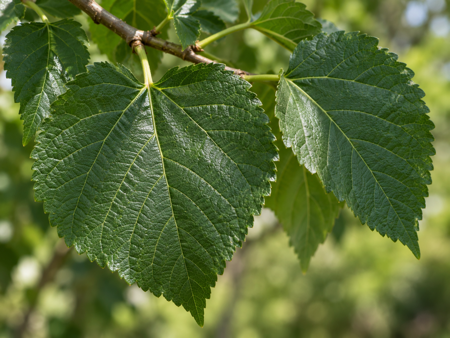 Close-up photo of black mulberry leaves showing darker broad rough-textured leaf structure