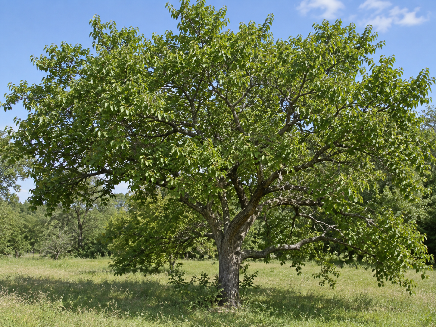 Photo of a black mulberry tree showing the overall tree form