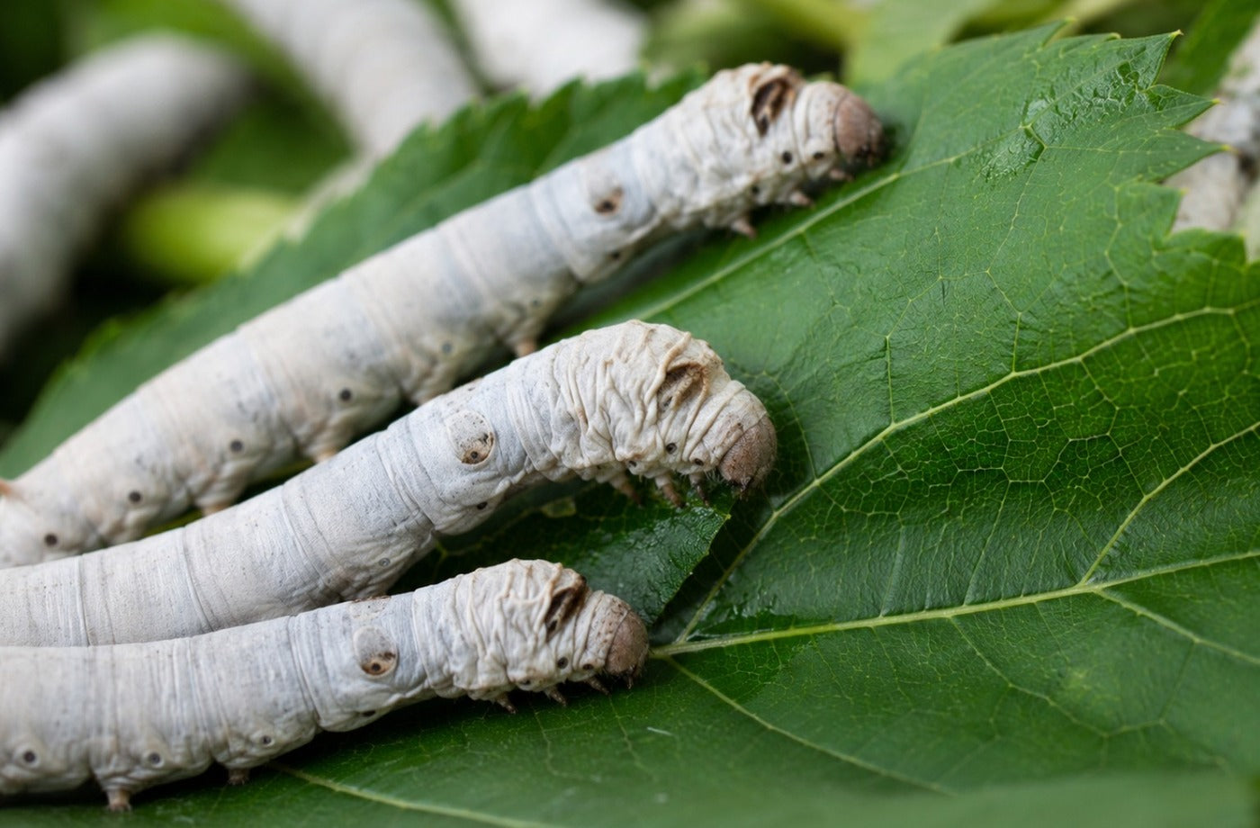 Silkworms on fresh mulberry leaves