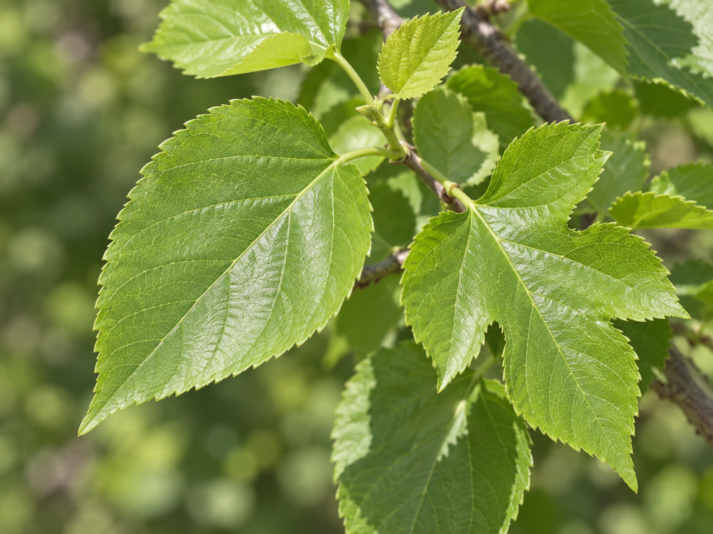 Close-up photo of white mulberry leaves showing both unlobed and lobed leaf shapes