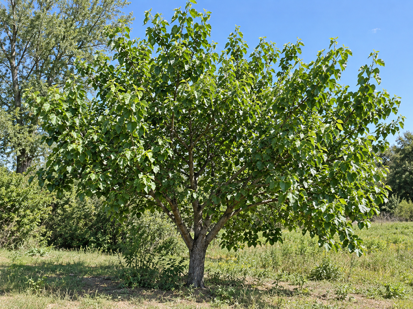 Photo of a white mulberry tree showing the overall tree form