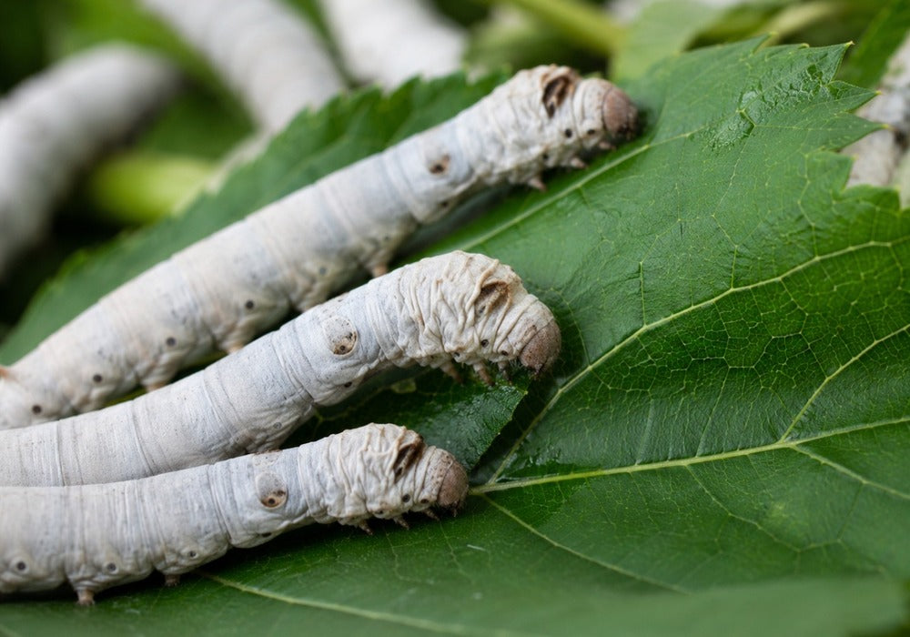 Live baby silkworms for the 25-worm starter pack