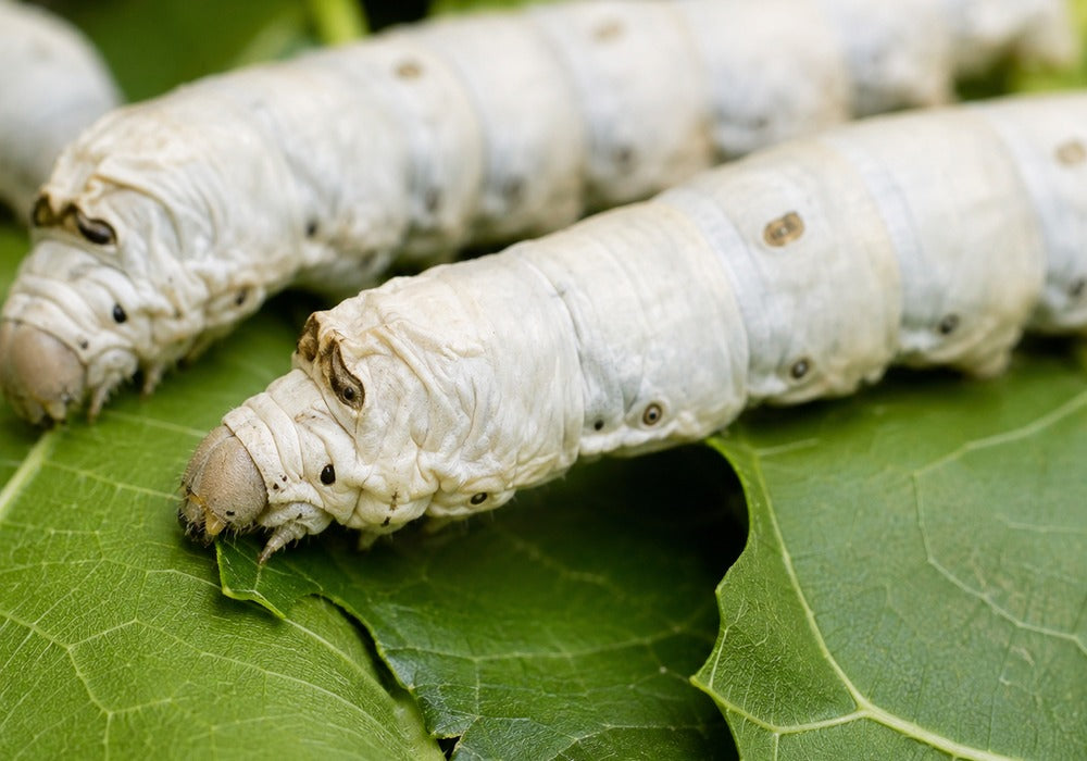 Live baby silkworms for the 50-worm pack